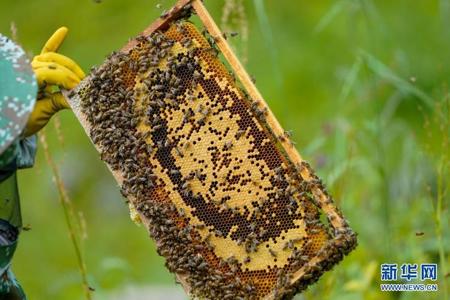 和平精英小雨辅助怎么玩(和平精英小蜜蜂怎么玩) 和平精英小雨辅助怎么玩(和平精英小蜜蜂怎么玩)